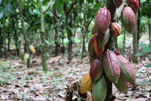 Cocoa and the Ghanaian Economy