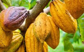 Cocoa prices are rising due to tighter supply