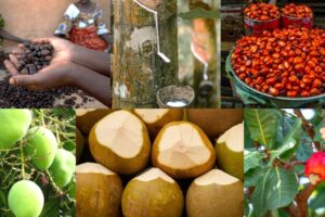 Ghana Private Sector Competitiveness Programme Injects GH₵1 Million into Tree Crops Sector
