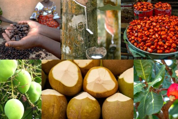 Ghana Private Sector Competitiveness Programme Injects GH₵1 Million into Tree Crops Sector