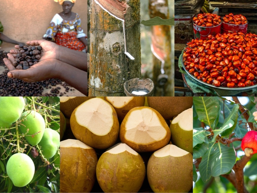 Ghana Private Sector Competitiveness Programme Injects GH₵1 Million into Tree Crops Sector